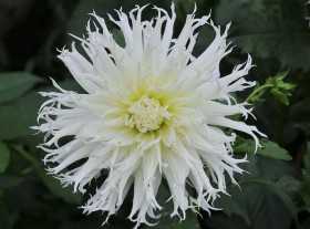 Цуки Йори Ношиша 1шт.