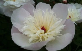 Иммакули 1шт Поиск