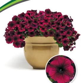 Изи Вейв Ред Велюр 5шт Партнер