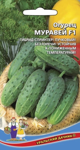 Муравей Ц(УД)