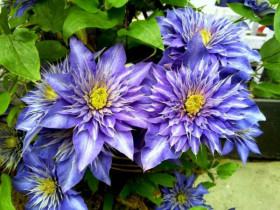 Мульти Блю 2шт каперсы