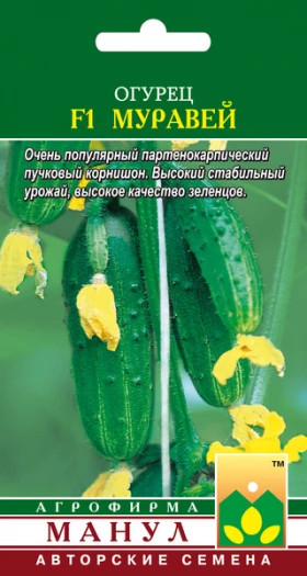 Муравей Манул