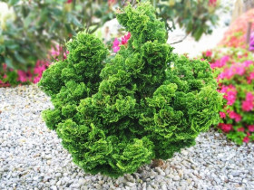 Нана Грацилис тупой 1шт