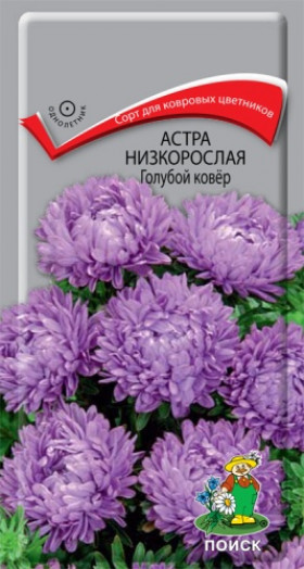 Голубой ковер низкорослая Ц(Поиск)
