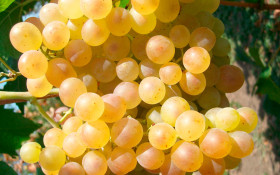 Кристалл Поиск