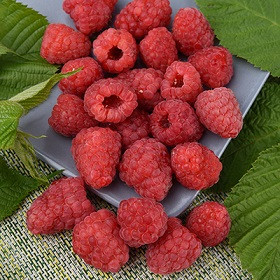 Гордость России 1шт Поиск