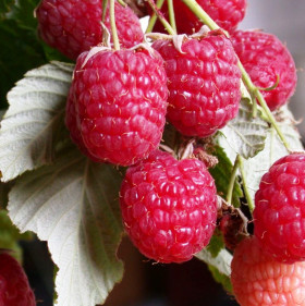 Дочь Геракла Поиск