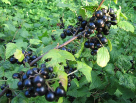 Ленинградский великан Поиск (доп)