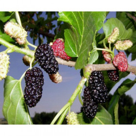 Нигра черная 1шт Поиск в сетке