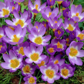 Триколор 5/6 (зибера) 10шт