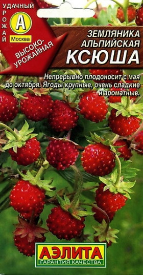 Ксюша альпийская Ц(А)