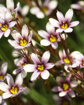 Куаинт энд Куаир\2шт