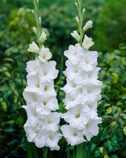 Эссенциал 10/12 8шт