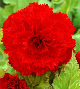 Бахромчатая Алая 3шт