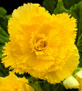 Бахромчатая Желтая 3шт