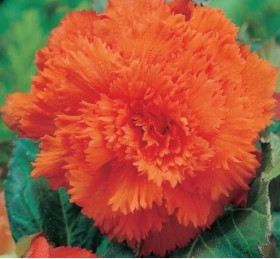 Бахромчатая Оранжевая 3шт