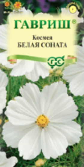 Белая соната Ц(Г)