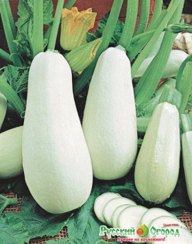 Белый медведь Ц(Н)