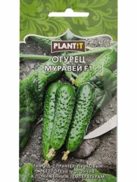 Огурец Муравей Plantit