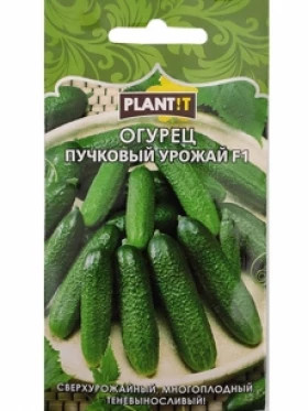 Огурец Пучковый урожай Plantit