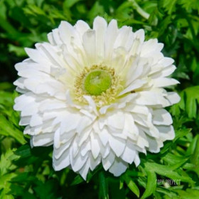 Гора Эверест махр. 10шт