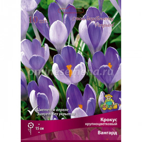 Вангард крупноцв. 10шт