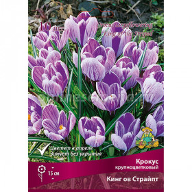Кинг оф Стрипд крупноцв. 10шт