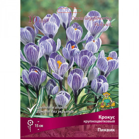 Пиквик крупноцв. 10шт