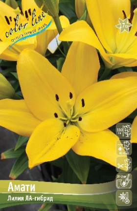 Амати (ЛА)  7шт
