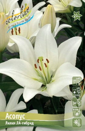 Асопус (ЛА)  7шт