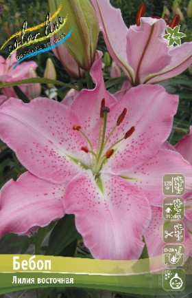 Бебоп 12/14 вост. 5шт