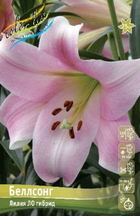 Беллсонг 12/14 ЛО 5шт