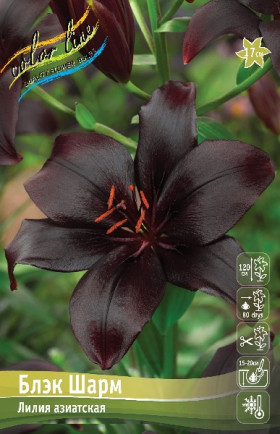 Блэк Шарм (аз.) 5шт