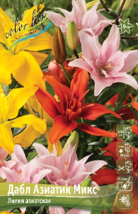 Дабл Азиатик Микс, аз. махр 3шт