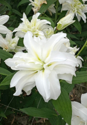 Зе Эдж 12/14 вост. 5шт