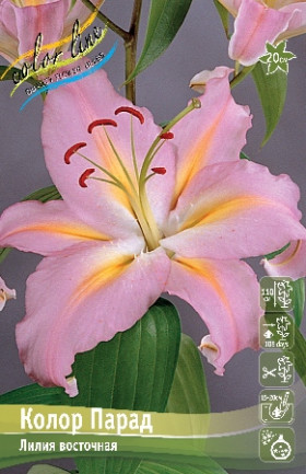 Колор Парад 12/14 вост. 5шт