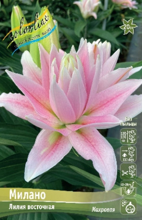 Милано 12/14 (вост.махр ) 5шт