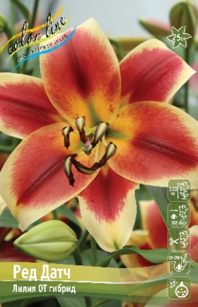 Ред Датч 12/14 (ОТ) 5шт