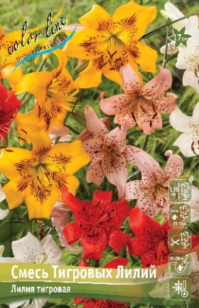 Смесь Тигровых Лилий 12/14 тигр. 5шт