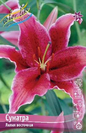 Суматра 12/14 вост. 5шт