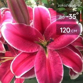 Эль Капитан 14/16 ОТ 5шт