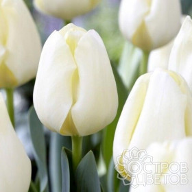 Буффало 11/12 (триумф.) 8шт