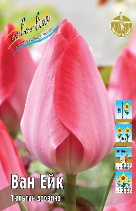 Ван Ейк 12/+ (дарв.) 10шт