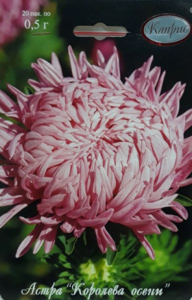 Астра Королева осени Каприс