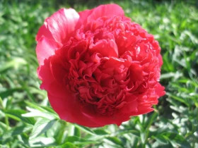 Комманд Перформанс 1шт Поиск