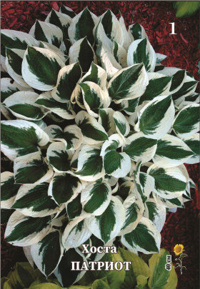 Патриот 1шт