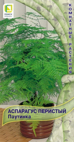 Паутинка перистый Ц(Поиск)