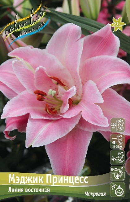 Мэджик Принцесс 12/14 (вост махр) 5шт