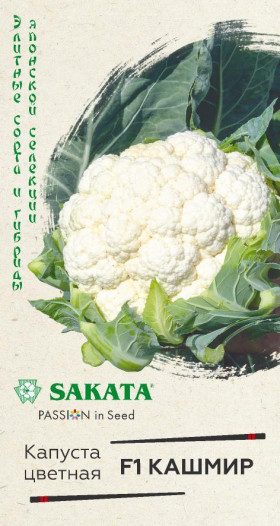 цветная Кашмир Ц(Г)