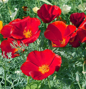 Земляничная поляна /Цветущий Сад